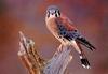 American Kestrel (Falco sparverius)