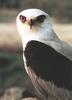 Black-winged Kite (Elanus caeruleus)