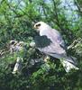 Black-winged Kite (Elanus caeruleus)  -- White-tailed Kite?