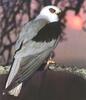 Black-winged Kite (Elanus caeruleus)