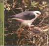 Black-winged Kite (Elanus caeruleus)