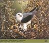 Black-winged Kite (Elanus caeruleus)