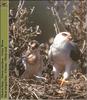 Black-winged Kite (Elanus caeruleus)