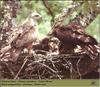 Black-winged Kite (Elanus caeruleus)