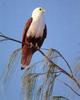 Brahminy Kite (Haliastur indus)