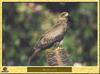 European Black Kite (Milvus migrans migrans)