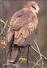 Eurasian Black Kite (Milvus migrans)