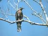 Hook-billed Kite (Chondrohierax uncinatus)