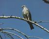 Mississippi Kite (Ictinia mississippiensis)