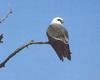 Mississippi Kite (Ictinia mississippiensis)