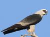 Mississippi Kite (Ictinia mississippiensis)