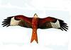 Red Kite (Milvus milvus)