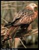 Red Kite (Milvus milvus)