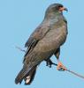 Snail Kite (Rostrhamus sociabilis)