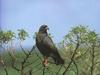 Snail Kite (Rostrhamus sociabilis)