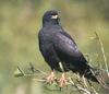 Snail Kite (Rostrhamus sociabilis)