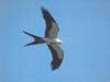 Swallow-tailed Kite (Elanoides forficatus)