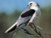 White-tailed Kite (Elanus leucurus)