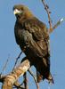 Yellow-billed Kite (Milvus aegyptius)