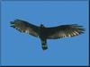 Zone-tailed Hawk (Buteo albonotatus)