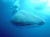 Whale Shark (Rhincodon typus)