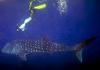 Whale Shark (Rhincodon typus)