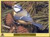 Eurasian Blue Tit (Cyanistes caeruleus)