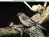 Bushtit (Psaltriparus minimus)