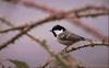 Coal Tit (Parus ater)