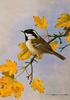 [Animal Art - Basil Ede] Coal Tit (Parus ater)