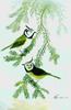 Crested Tit (Parus cristatus)