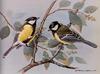 [Animal Art - Basil Ede] Great Tit (Parus major)