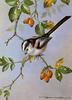 [Animal Art - Basil Ede] Long-tailed Tit (Aegithalos caudatus)