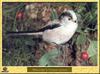 Long-tailed Tit (Aegithalos caudatus)