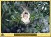 European Penduline Tit (Remiz pendulinus)