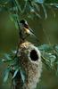 European Penduline Tit (Remiz pendulinus)