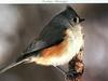 Tufted Titmouse (Baeolophus bicolor)