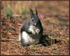 Abert's (Tassel-eared) Squirrel (Sciurus aberti)