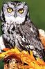 Eastern Screech-owl (Otus asio)