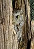 Eastern Screech-owl (Otus asio)