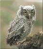 Eastern Screech-owl (Otus asio)