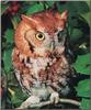 Eastern Screech-owl (Otus asio)