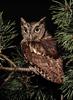 Eastern Screech-owl (Otus asio)