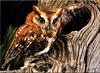 Eastern Screech-owl (Otus asio)