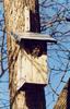 Eastern Screech-owl (Otus asio)