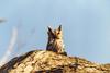 Eastern Screech-owl (Otus asio)
