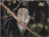 Whiskered Screech-owl (Otus trichopsis)