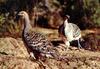 Malleefowl (Leipoa ocellata)