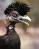 Crested Guineafowl (Guttera pucherani)