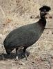 Crested Guineafowl (Guttera pucherani)